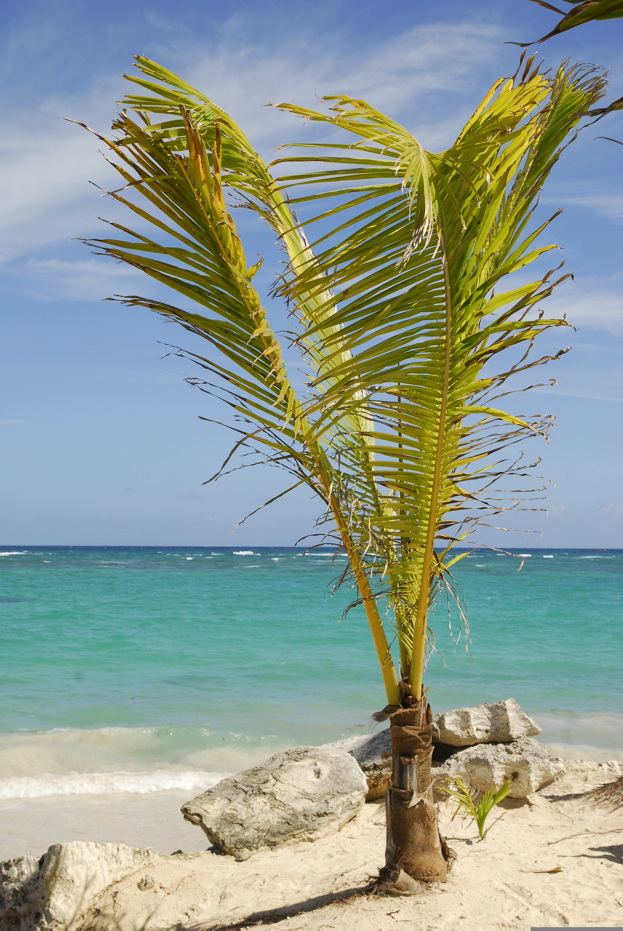 palm tree